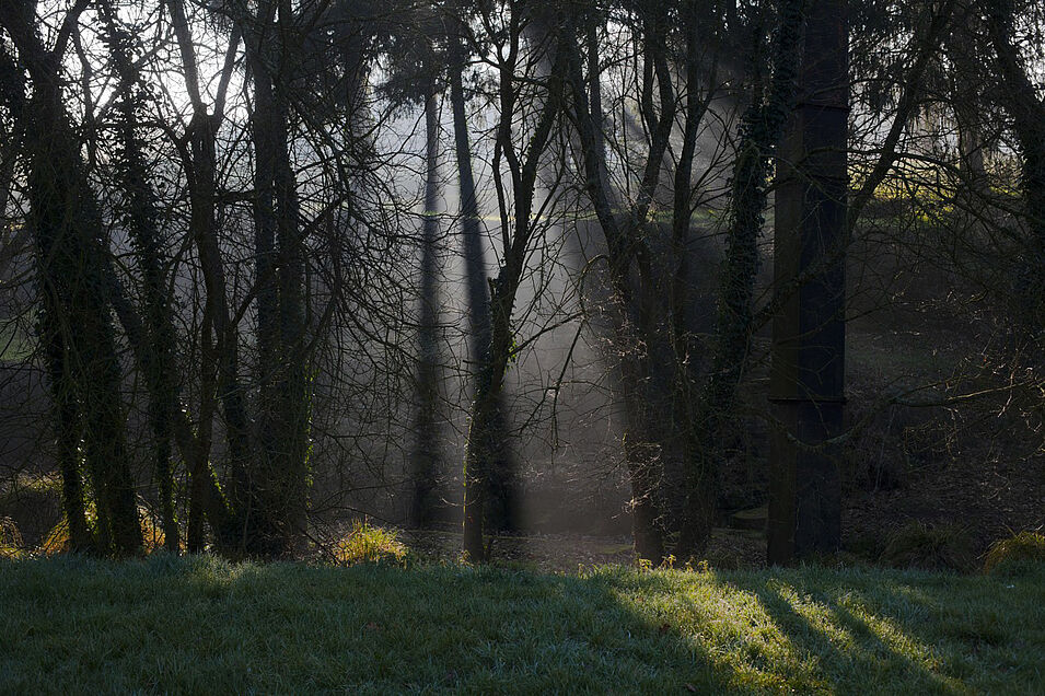 Forêt avec rayons de soleil passant à travers les arbres