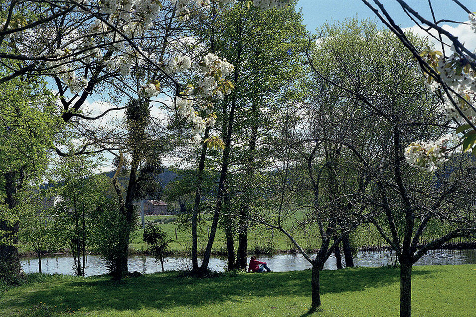 Bords de rivière plantés d'arbres